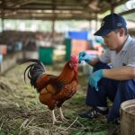 Tips Perawatan Kesehatan Ayam Aduan Juara Jelang Musim 2026: Panduan Persiapan Optimal